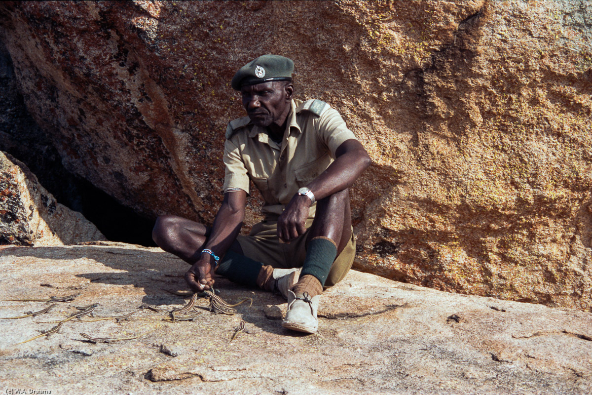 Within minutes after Sidakwa starts calling the lizards, hundreds of lizards clamor over his shoes to get a piece of the mixture of corn meal and sugar that the lizard man rolls between his fingers. He says it took him 30 years before they trusted him enough to come to him for food.