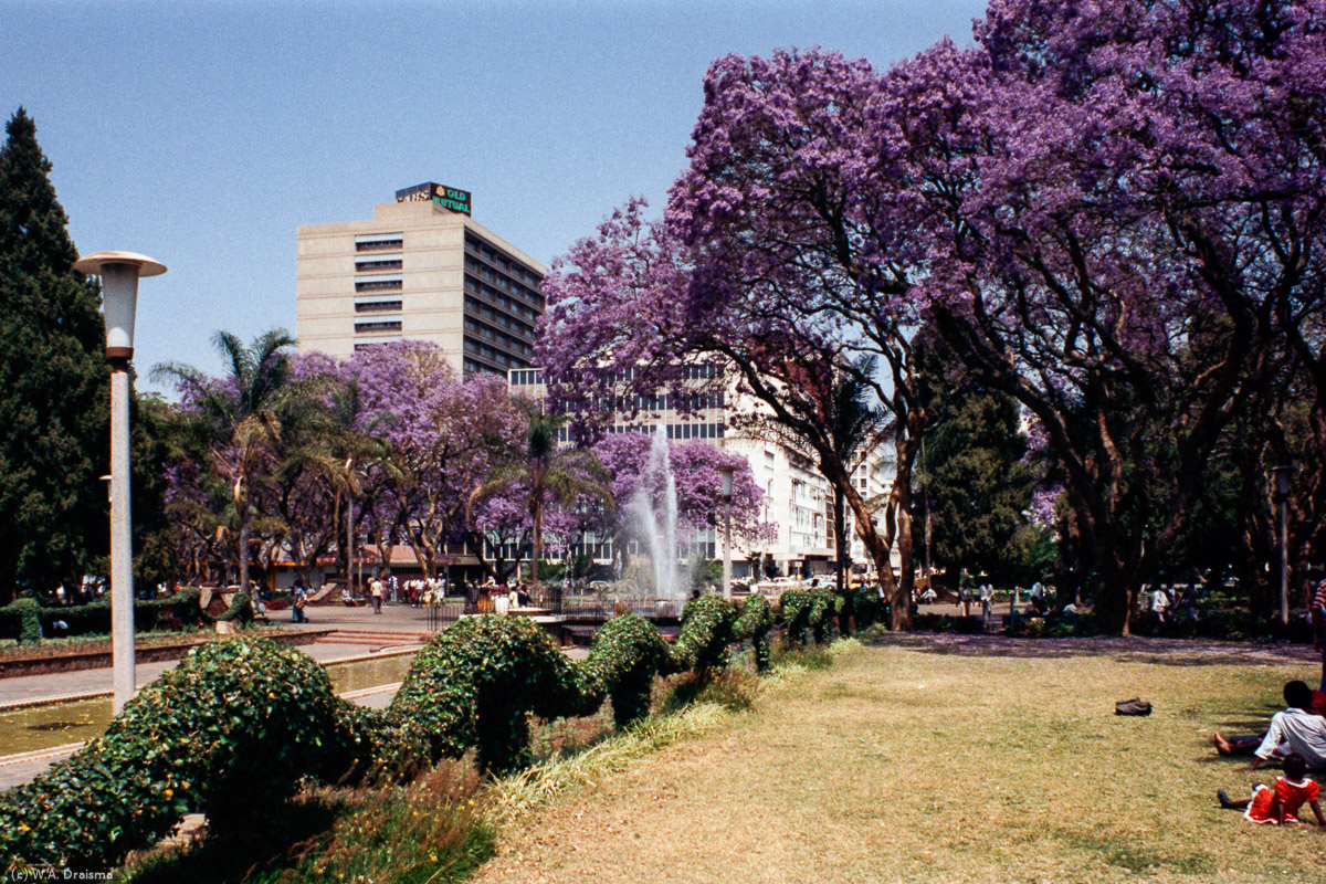 Purple flowering jacaranda trees dot the streets of central Harare. The abundant blooming of this tree is welcomed as a sign of spring.